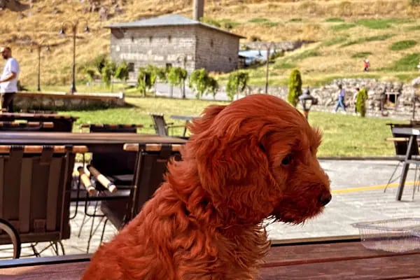 KARS, UĞUR PET VETERİNER KLİNİĞİ - Resim 10