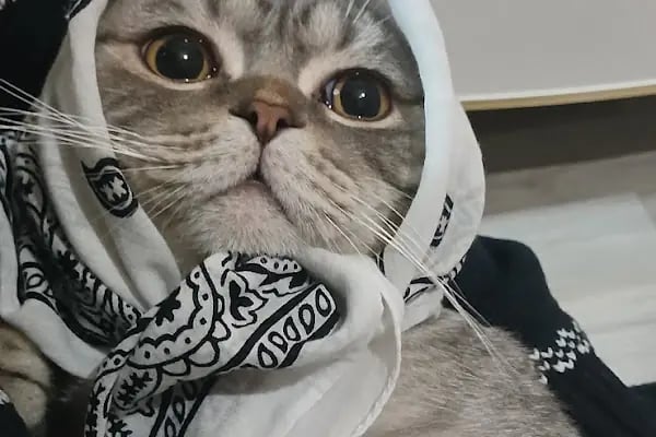 KARS, UĞUR PET VETERİNER KLİNİĞİ - Resim 11