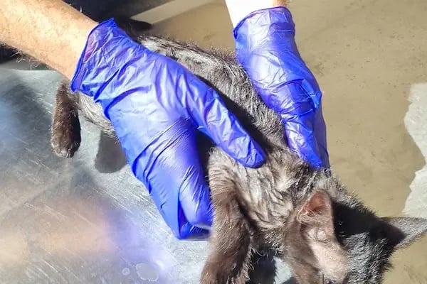 KARS, UĞUR PET VETERİNER KLİNİĞİ - Resim 19