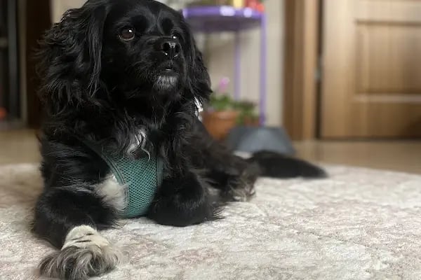 KARS, UĞUR PET VETERİNER KLİNİĞİ - Resim 13