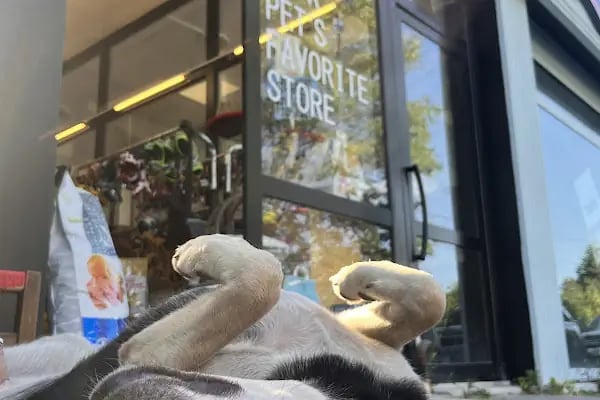 Pike Pet Market - Resim 9