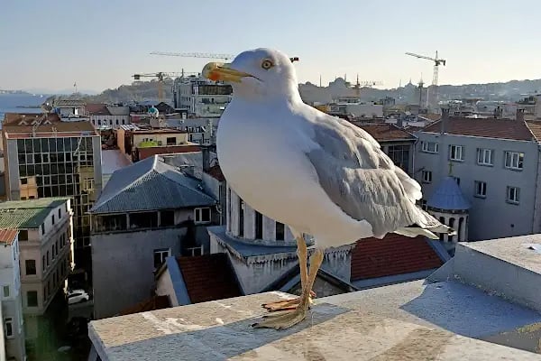 İstanbul Üniversitesi Dil Merkezi - Resim 3