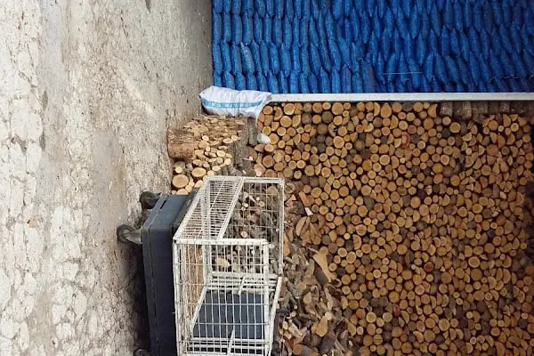 Nur-yak kömür ve odun ticareti - Resim 3