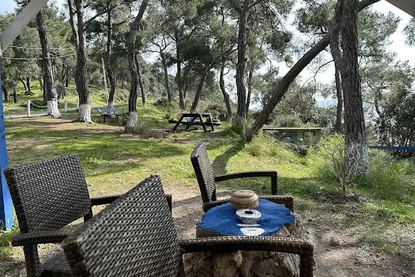 Palmiye kafe - Resim 4