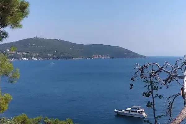 Palmiye kafe - Resim 5