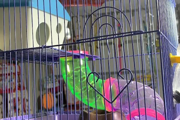 Pınar Petshop - Resim 3