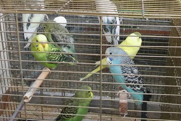 Pınar Petshop - Resim 15