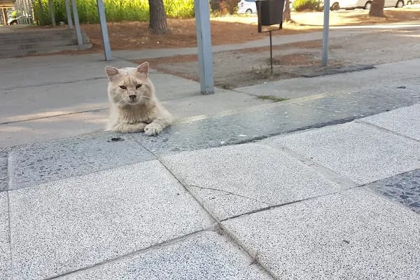 Petkim İöo - Resim 10