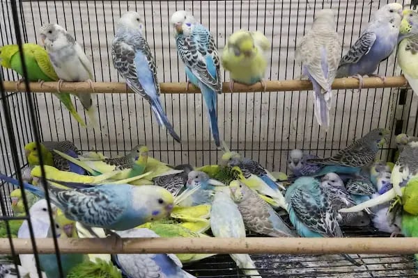 BAHA PET SHOP - Resim 4