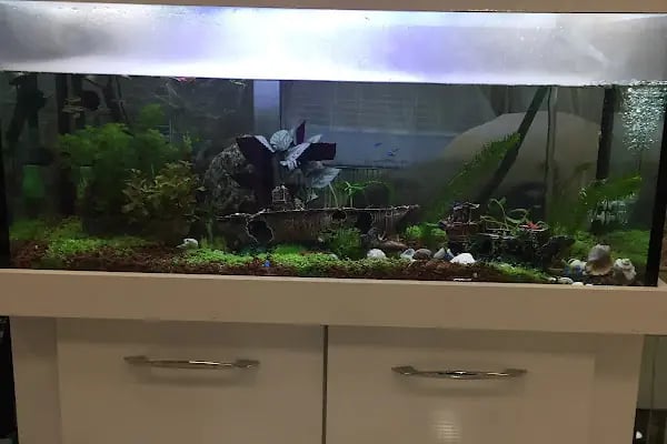 BAHA PET SHOP - Resim 6