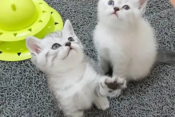 BAHA PET SHOP - Resim 20
