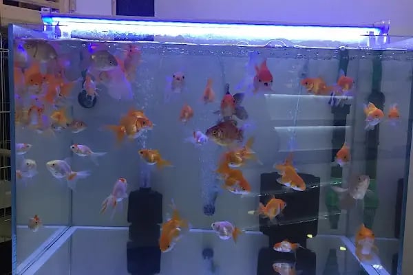 BAHA PET SHOP - Resim 5