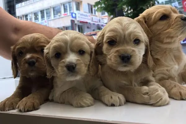 BAHA PET SHOP - Resim 14
