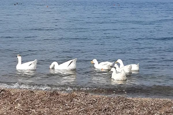 Pelitköy Sahil Plajı - Resim 3