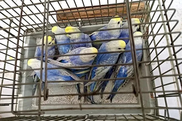 Ceyhan Duru Pet Shop - Resim 5