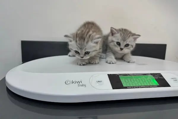 Vetluck Veteriner Kliniği - Resim 15