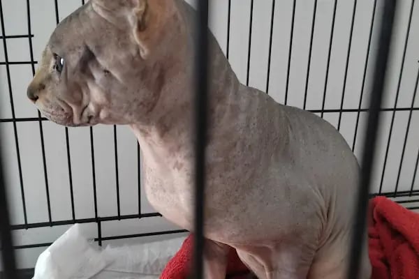 Vetluck Veteriner Kliniği - Resim 16