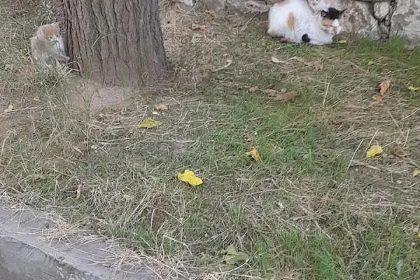 Kaplıkaya Tenis Kortu - Resim 4