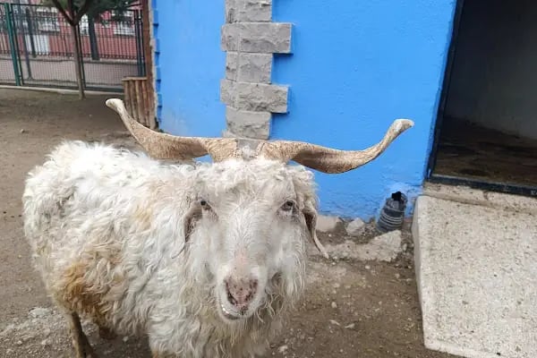 Sincan Hayvanat Bahçesi - Resim 18