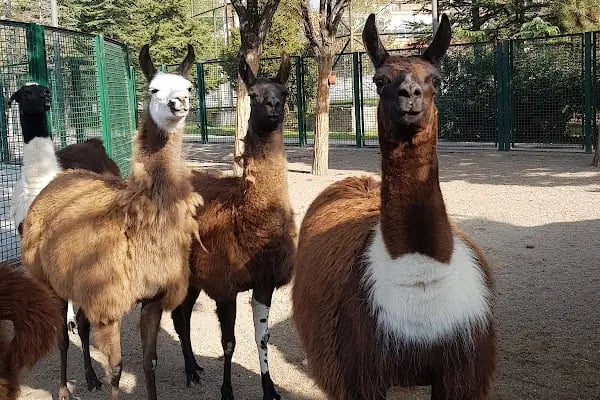Sincan Hayvanat Bahçesi - Resim 12