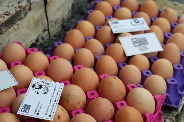 SEZGİNLER SÜT YUMURTA HACIMAŞLI - Resim 9