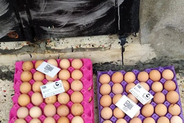 SEZGİNLER SÜT YUMURTA HACIMAŞLI - Resim 13