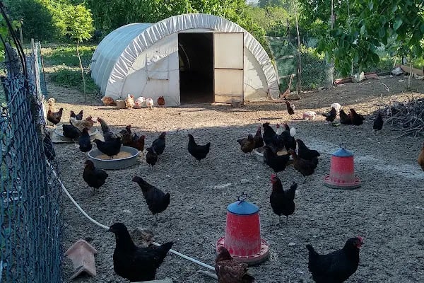 SEZGİNLER SÜT YUMURTA HACIMAŞLI - Resim 17