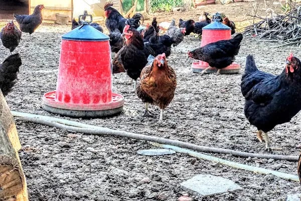 SEZGİNLER SÜT YUMURTA HACIMAŞLI - Resim 14