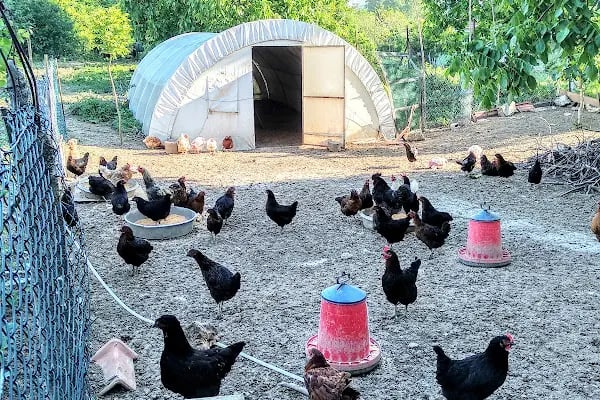 SEZGİNLER SÜT YUMURTA HACIMAŞLI - Resim 16