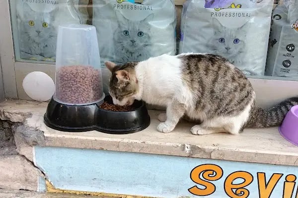 Sevimli Dostlar Petshop Evcil Hayvan Mağazası - Resim 3