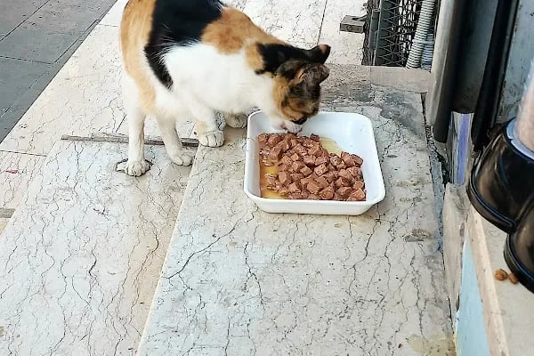 Sevimli Dostlar Petshop Evcil Hayvan Mağazası - Resim 14