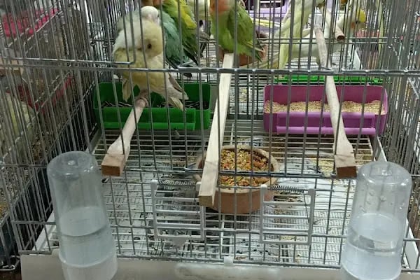 Sevimli Dostlar Petshop Evcil Hayvan Mağazası - Resim 2