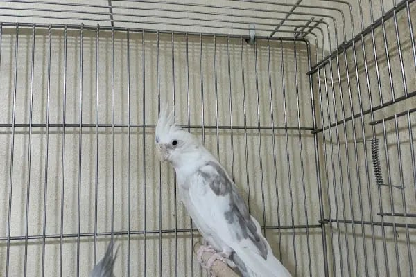 Sevimli Dostlar Petshop Evcil Hayvan Mağazası - Resim 12