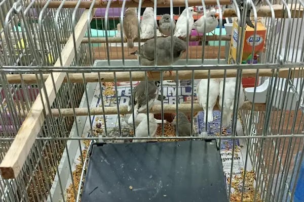 Sevimli Dostlar Petshop Evcil Hayvan Mağazası - Resim 10