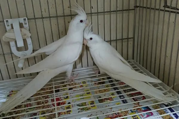 Sevimli Dostlar Petshop Evcil Hayvan Mağazası - Resim 15
