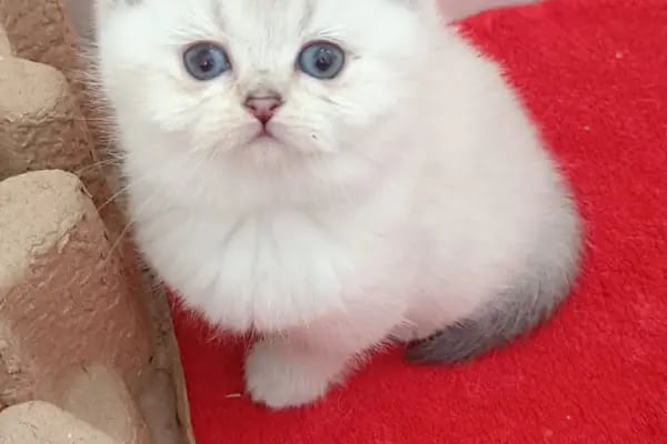 Sevimli Dostlar Petshop Evcil Hayvan Mağazası - Resim 4