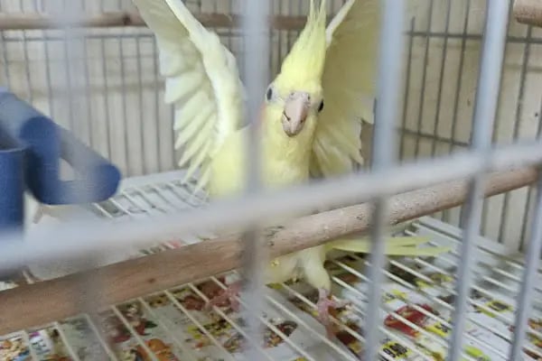 Sevimli Dostlar Petshop Evcil Hayvan Mağazası - Resim 9