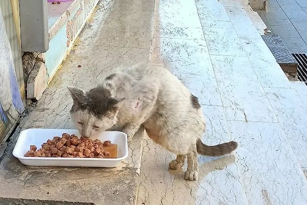Sevimli Dostlar Petshop Evcil Hayvan Mağazası - Resim 11