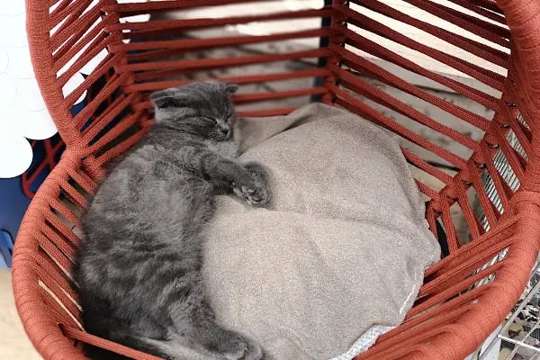 Sevimli Dostlar Petshop Evcil Hayvan Mağazası - Resim 8