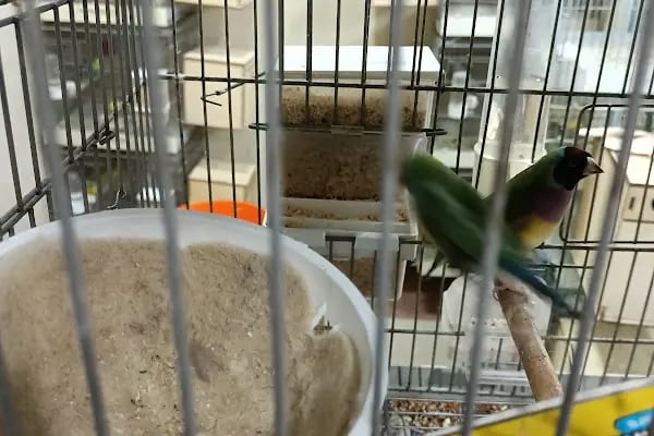 Sevimli Dostlar Petshop Evcil Hayvan Mağazası - Resim 16