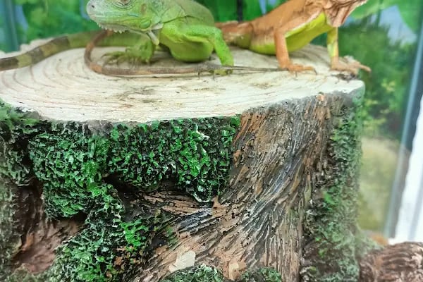 Sevimli Dostlar Petshop Evcil Hayvan Mağazası - Resim 13