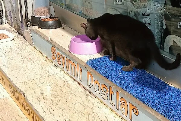 Sevimli Dostlar Petshop Evcil Hayvan Mağazası - Resim 6