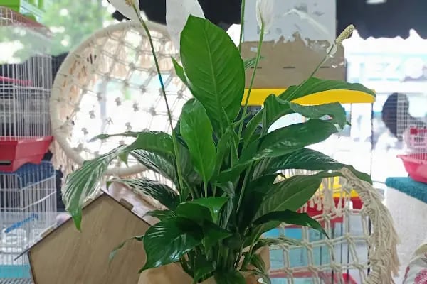 Sevimli Dostlar Petshop Evcil Hayvan Mağazası - Resim 5