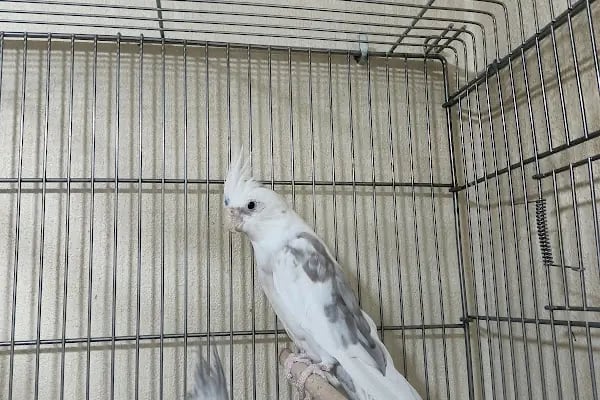 Sevimli Dostlar Petshop Evcil Hayvan Mağazası - Resim 18