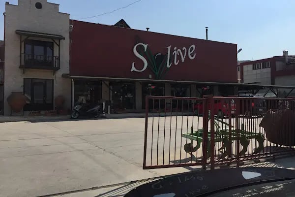 Solive Zeytin - Resim 2