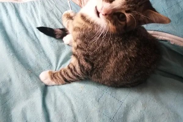 Paw Club Petshop &amp; Petkuaför Bodrum - Resim 2
