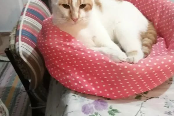 Paw Club Petshop &amp; Petkuaför Bodrum - Resim 5