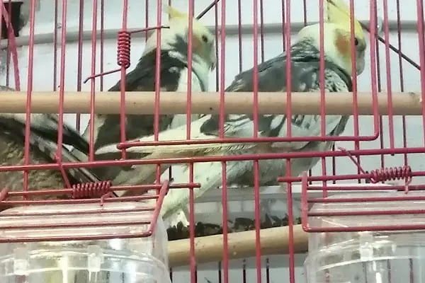 Paw Club Petshop &amp; Petkuaför Bodrum - Resim 12