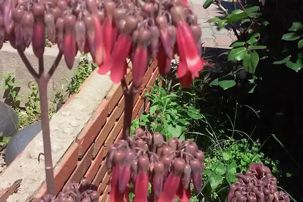 Saklı Bahçe Restaurant Ve Kahvaltı Bahçesi - Resim 5