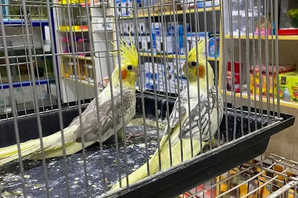 Alya petshop - Resim 18